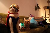 画像ギャラリー No.006のサムネイル画像 / 「星ドラ」,猫たちが勇者に扮したWebムービーを2月22日の猫の日に公開