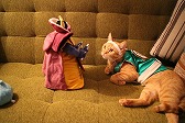 画像ギャラリー No.008のサムネイル画像 / 「星ドラ」,猫たちが勇者に扮したWebムービーを2月22日の猫の日に公開
