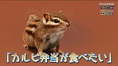 画像ギャラリー No.005のサムネイル画像 / 「ツキノパラダイス。」，“ツキパラ。情報局 特別編”全4話が公開