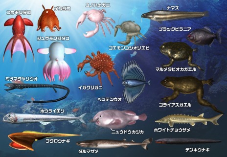 画像ギャラリー No.007のサムネイル画像 / 新たに深海魚が解禁。魚釣り体験ゲーム「釣りスピリッツ シンカー」稼働開始。釣りスピ-NETの正式サービスもスタート