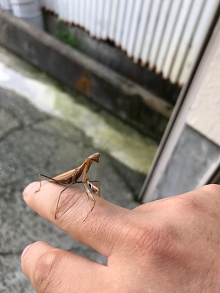 画像ギャラリー No.073のサムネイル画像 / もう“何をすればいいか分からない”とは言わせない! 序盤の目標やプレイスタイルを解説する「ラグマス」冒険TIPS集