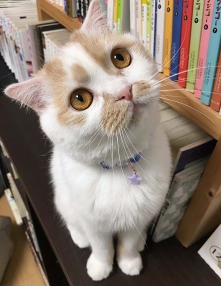 画像ギャラリー No.006のサムネイル画像 / 「玉之丞のおでかけ」,Twitterなどで注目の猫「ホイップちゃん」がゲーム内に登場
