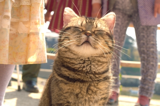画像ギャラリー No.005のサムネイル画像 / 「ねこ島日記」で映画「ねことじいちゃん」とのコラボが本日開始