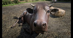 画像ギャラリー No.053のサムネイル画像 / 「Ghost of Tsushima」「RDR2」「ジャストコーズ4」で2021年の干支，牛を撮る！　可愛い牛から獰猛な牛，空飛ぶ牛までよりどりみどり