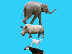 動物を積み上げてタワーを作ろう。誰もがハマるカジュアルゲーム「どうぶつタワー」を紹介する「（ほぼ）日刊スマホゲーム通信」第1592回
