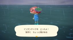 画像ギャラリー No.013のサムネイル画像 / 「あつまれ どうぶつの森」で海開き! 島の周囲の海を泳げる新バージョンで海水浴を楽しんだ