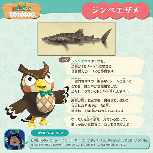 画像ギャラリー No.005のサムネイル画像 / 「あつまれ どうぶつの森」のリアルイベント「海のいきもの ふれあい展」をいおワールドかごしま水族館で11月21日から開催