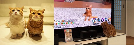 画像ギャラリー No.003のサムネイル画像 / Nintendo Switch「LITTLE FRIENDS -DOGS ＆ CATS-」が本日リリース。インスタで大人気の兄妹猫「茶太郎・きなこ」による体験動画も公開