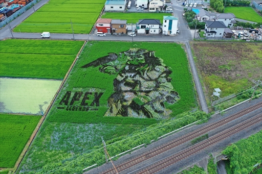 画像ギャラリー No.002のサムネイル画像 / 「Apex Legends」田んぼアートお披露目会レポート。色とりどりの稲で描かれた巨大ブラハが出現!