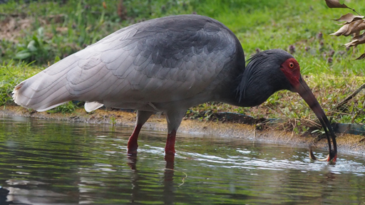 画像ギャラリー No.028のサムネイル画像 / 10年前の続きは佐渡島から。MIKAGEが「クリミナルガールズX」で挑戦する，新たなゲームの姿と，新しい試みと