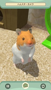 画像ギャラリー No.004のサムネイル画像 / 3Dグラフィックスで描かれたハムスターを飼育できるアプリ「なまはむ」が今春リリース予定。事前登録の受付も開始に