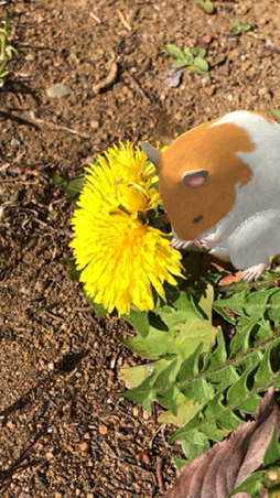 画像ギャラリー No.002のサムネイル画像 / スマホ向けハムスター飼育アプリ「なまはむ」の正式サービスが開始。自分だけのハムスターを心ゆくまで可愛がろう