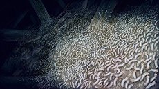画像ギャラリー No.011のサムネイル画像 / 「真 流行り神」と「真 流行り神2」がSwitchで登場。1つにまとめた「1・2パック」が7月18日に発売