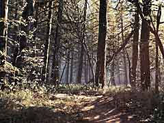 魔女伝説の残るブラックヒルズの森を高解像度で堪能できる，「Blair Witch」の最新トレイラー公開