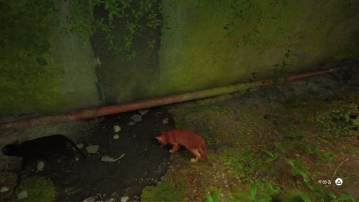 画像ギャラリー No.013のサムネイル画像 / 「Stray」は，猫が可愛いだけのゲームではない。“猫としてさまよい，人として思考する”感覚，寓話的な世界観と表現が素晴らしいアドベンチャーだ