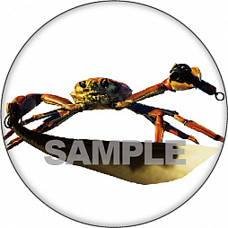 画像ギャラリー No.004のサムネイル画像 / 「カニノケンカ -Fight Crab-」，早期購入特典は「オリジナルサントラ盤」。店舗特典情報も公開