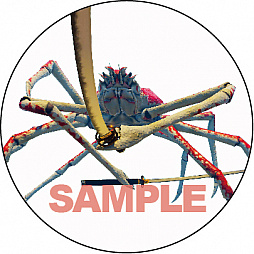 画像ギャラリー No.006のサムネイル画像 / 「カニノケンカ -Fight Crab-」，早期購入特典は「オリジナルサントラ盤」。店舗特典情報も公開