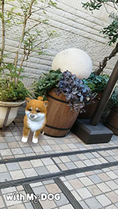 画像ギャラリー No.003のサムネイル画像 / スマホ向けペット育成SLG「with My DOG - 犬とくらそう -」，2月15日より配信。190種類以上の子犬たちが登場