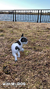 画像ギャラリー No.004のサムネイル画像 / スマホ向けペット育成SLG「with My DOG - 犬とくらそう -」，2月15日より配信。190種類以上の子犬たちが登場