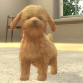 画像ギャラリー No.004のサムネイル画像 / 「with My DOG - 犬とくらそう -」がiOS向けに配信開始。子犬とのふれ合いはもちろん,AR撮影機能で写真や動画も楽しめる育成SLG