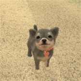 画像ギャラリー No.005のサムネイル画像 / 「with My DOG - 犬とくらそう -」がiOS向けに配信開始。子犬とのふれ合いはもちろん,AR撮影機能で写真や動画も楽しめる育成SLG