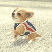画像ギャラリー No.007のサムネイル画像 / 「with My DOG - 犬とくらそう -」がiOS向けに配信開始。子犬とのふれ合いはもちろん,AR撮影機能で写真や動画も楽しめる育成SLG