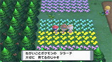 画像ギャラリー No.019のサムネイル画像 / 「ポケモン BD・SP」「ポケモンレジェンズ」最新情報。過去作品のセーブデータがあるともらえる連動特典などが公開に