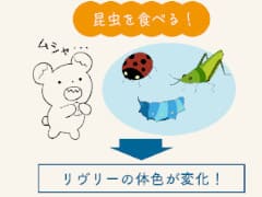 図説：リヴリーとファッションと箱庭。不思議なペットを箱庭で育成する「リヴリーアイランド」がイラスト付きの画像でまるわかりになる記事