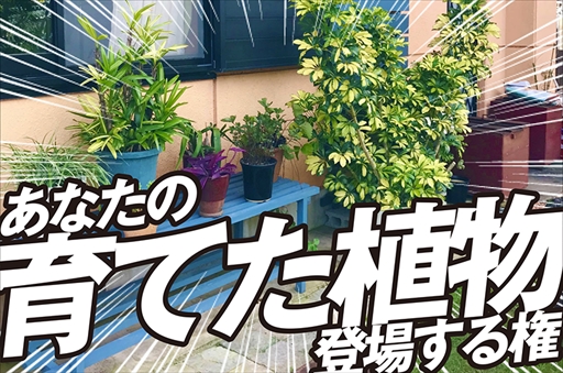 画像ギャラリー No.006のサムネイル画像 / 「スーパー野田ゲーWORLD」,千鳥ノブさんから100万円の支援が決定。リターン品の追加発表も