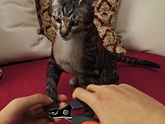 ペット用ホテル経営シム「Pets Hotel」が発表。愛らしい犬や猫，カメまで登場するトレイラーも公開