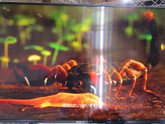 ［TGS 2021］アクションADV「AWAY」試遊レポート。大自然を描く美麗なグラフィックスや，モモンガの親子を待ち受けるドラマティックな展開に注目
