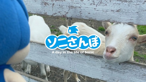 画像ギャラリー No.001のサムネイル画像 / 「ソニック」公式SNS動画企画“ソニさんぽ”が公開に、9月は北海道が舞台
