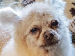 老犬とは人生における親友だ。「オールドフレンズ・ドッグゲーム」が見せた，老犬ホームでの健やかな毎日