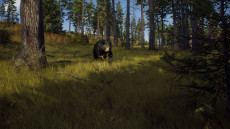 画像ギャラリー No.004のサムネイル画像 / ハンティングゲーム「Way of the Hunter」,動物紹介トレイラー第2弾を公開。美しい自然の中で暮らすアカシカやシャモアなどの姿が確認できる