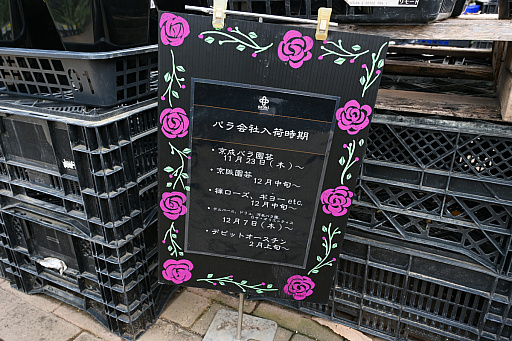画像ギャラリー No.013のサムネイル画像 / 「“薔薇”と“椿”」がおビンタのお花ですって? お上品な花々の由緒正しきを知るべく,オザキフラワーパークにやってきましたわ