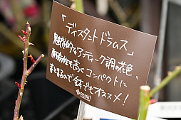 画像ギャラリー No.021のサムネイル画像 / 「“薔薇”と“椿”」がおビンタのお花ですって? お上品な花々の由緒正しきを知るべく,オザキフラワーパークにやってきましたわ