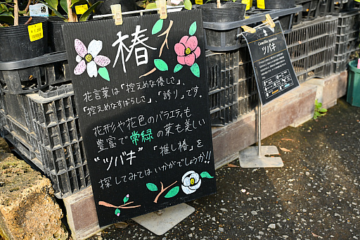画像ギャラリー No.025のサムネイル画像 / 「“薔薇”と“椿”」がおビンタのお花ですって? お上品な花々の由緒正しきを知るべく,オザキフラワーパークにやってきましたわ
