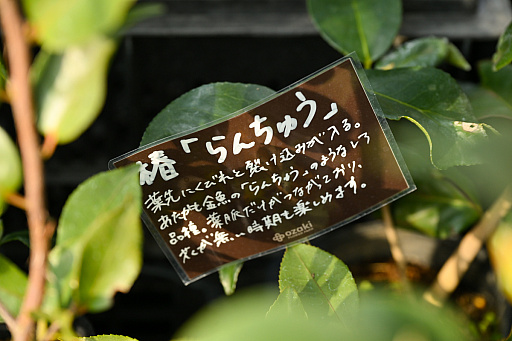 画像ギャラリー No.030のサムネイル画像 / 「“薔薇”と“椿”」がおビンタのお花ですって? お上品な花々の由緒正しきを知るべく,オザキフラワーパークにやってきましたわ