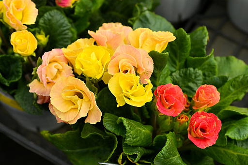 画像ギャラリー No.034のサムネイル画像 / 「“薔薇”と“椿”」がおビンタのお花ですって? お上品な花々の由緒正しきを知るべく,オザキフラワーパークにやってきましたわ