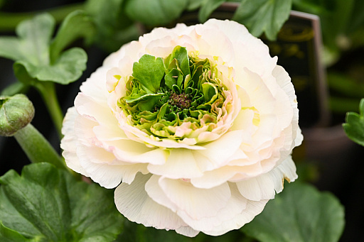 画像ギャラリー No.039のサムネイル画像 / 「“薔薇”と“椿”」がおビンタのお花ですって? お上品な花々の由緒正しきを知るべく,オザキフラワーパークにやってきましたわ