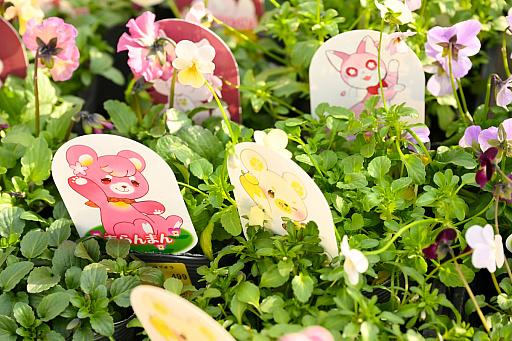 画像ギャラリー No.042のサムネイル画像 / 「“薔薇”と“椿”」がおビンタのお花ですって? お上品な花々の由緒正しきを知るべく,オザキフラワーパークにやってきましたわ