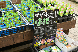 画像ギャラリー No.062のサムネイル画像 / 「“薔薇”と“椿”」がおビンタのお花ですって? お上品な花々の由緒正しきを知るべく,オザキフラワーパークにやってきましたわ