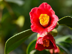 「“薔薇”と“椿”」がおビンタのお花ですって？　お上品な花々の由緒正しきを知るべく，オザキフラワーパークにやってきましたわ