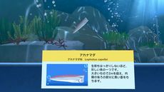 画像ギャラリー No.021のサムネイル画像 / 「なつもん！ 20世紀の夏休み」，町の謎や事件に挑む「ラッパ森探偵事務所」や，花火大会も楽しめる夏祭りなどの情報を公開