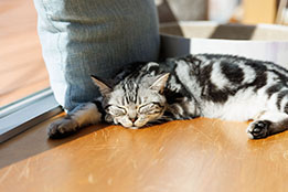 画像ギャラリー No.003のサムネイル画像 / 「リトルキティ・ビッグシティ」,Cat Café MOFFとのコラボを6月13日から開催