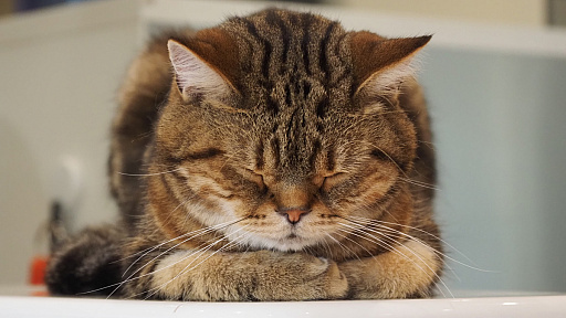 画像ギャラリー No.002のサムネイル画像 / 猫カフェ「Cat Café MOFF グランベリーパーク店」レビュー