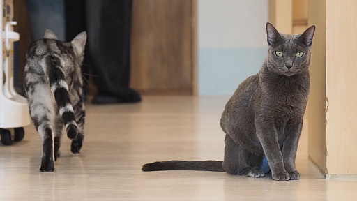 画像ギャラリー No.010のサムネイル画像 / 猫カフェ「Cat Café MOFF グランベリーパーク店」レビュー