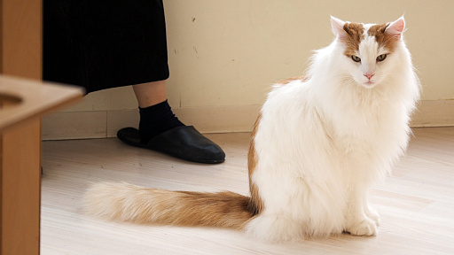 画像ギャラリー No.011のサムネイル画像 / 猫カフェ「Cat Café MOFF グランベリーパーク店」レビュー