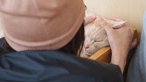 画像ギャラリー No.012のサムネイル画像 / 猫カフェ「Cat Café MOFF グランベリーパーク店」レビュー