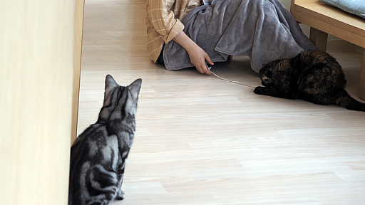 画像ギャラリー No.017のサムネイル画像 / 猫カフェ「Cat Café MOFF グランベリーパーク店」レビュー